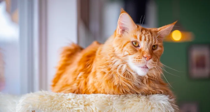 Altair è il gatto con la coda più lunga al mondo